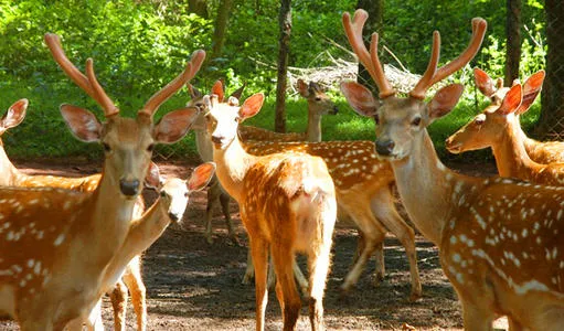 【研学推荐】海南热带野生动植物园